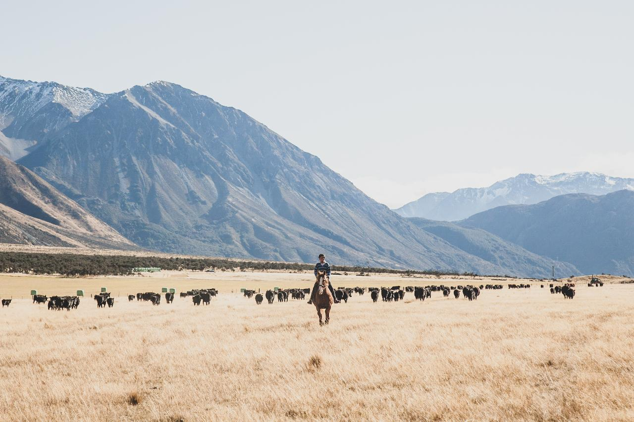 High-Country Farm Tour and Arthurs Pass National Park Adventure - Photo 1 of 14